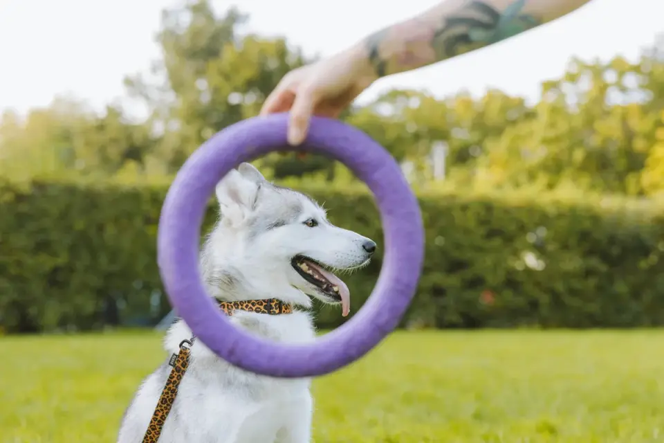 Dog playing with a rope toy