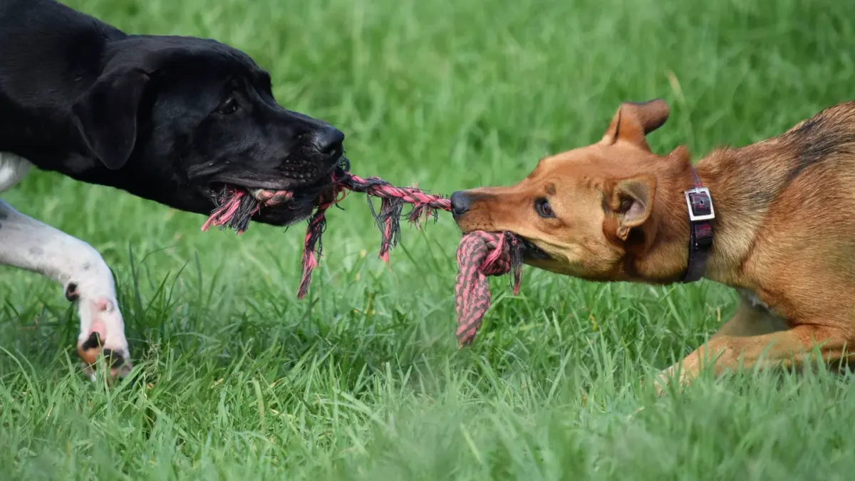 Dog playing with a rope toy