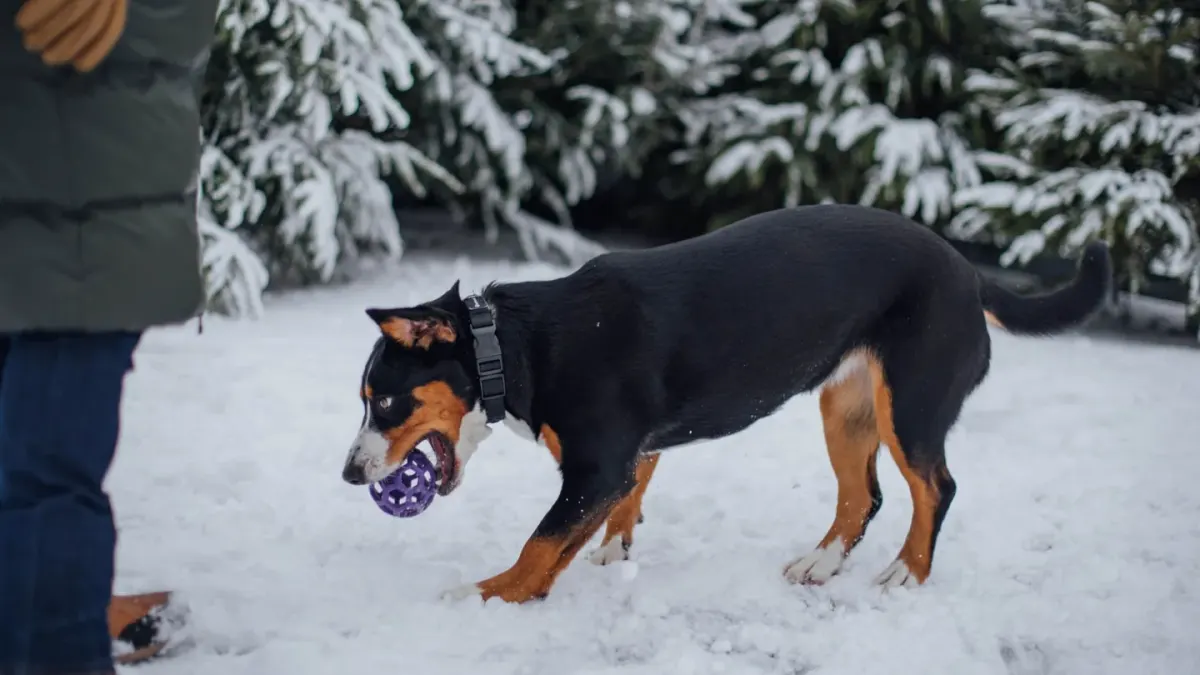 Dog playing with a rope toy