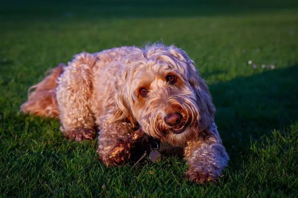 Dog playing with a rope toy