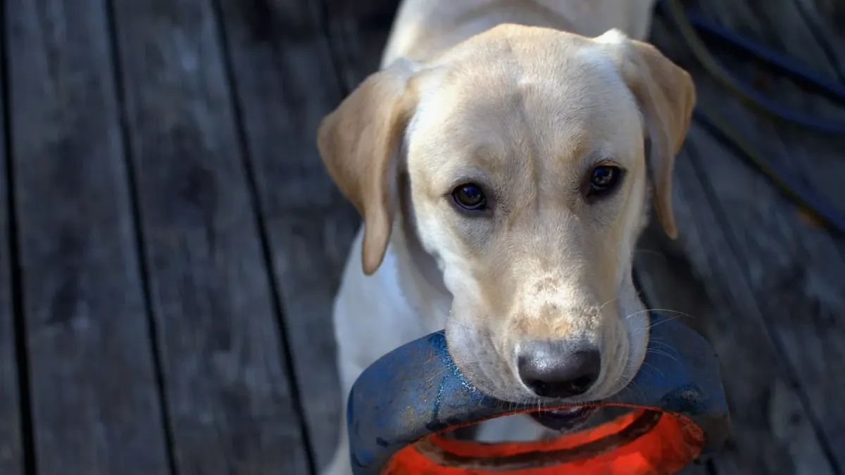 Dog playing with a rope toy