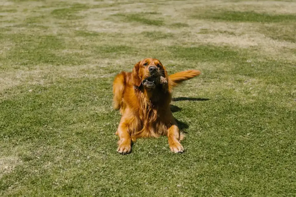 Dog playing with a rope toy