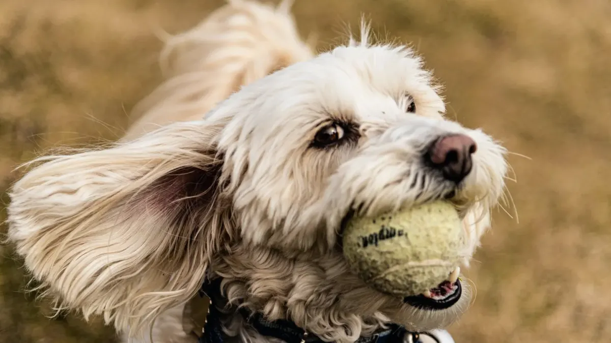Dog playing with a rope toy