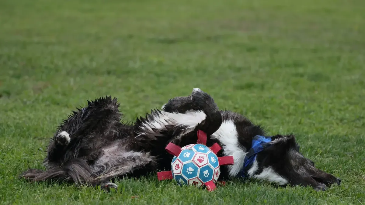 Dog playing with a rope toy
