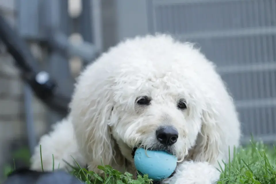 Dog playing with ball