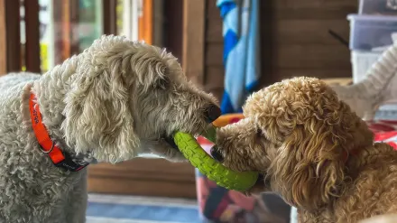 Dog playing with rope toy