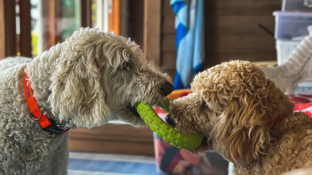 Dog playing with rope toy
