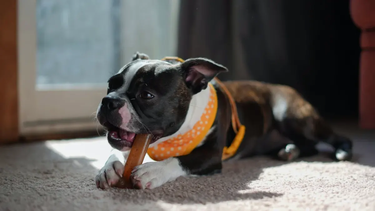 Dog playing with rope toy