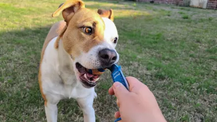 Dog playing with rope toy