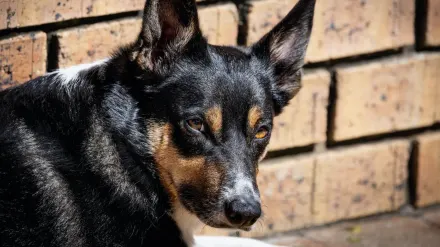 Dog portrait