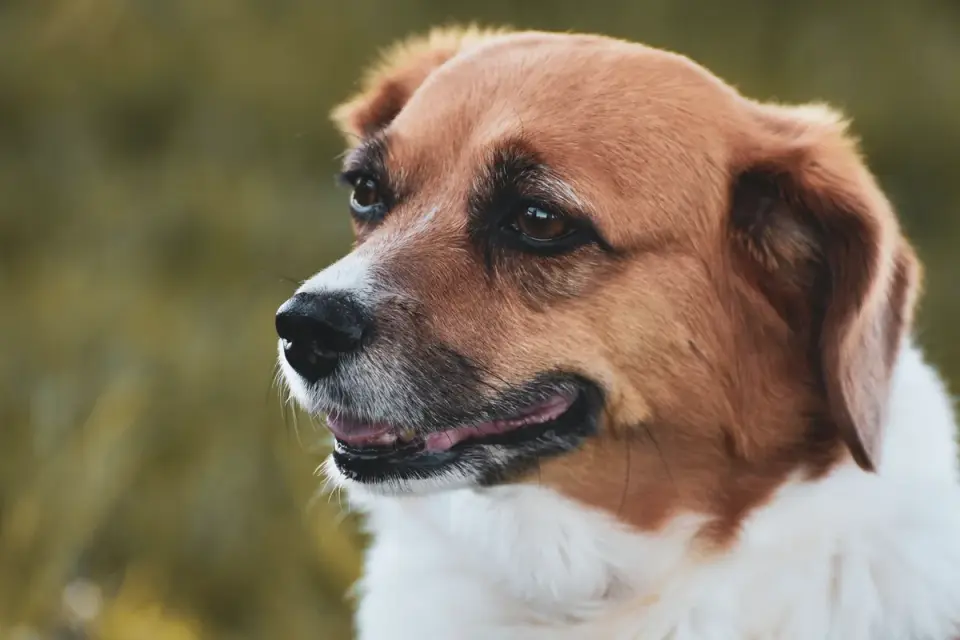 Dog portrait