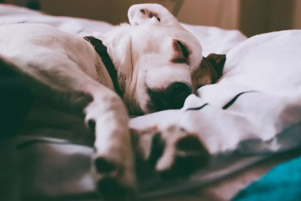 Dog resting at home