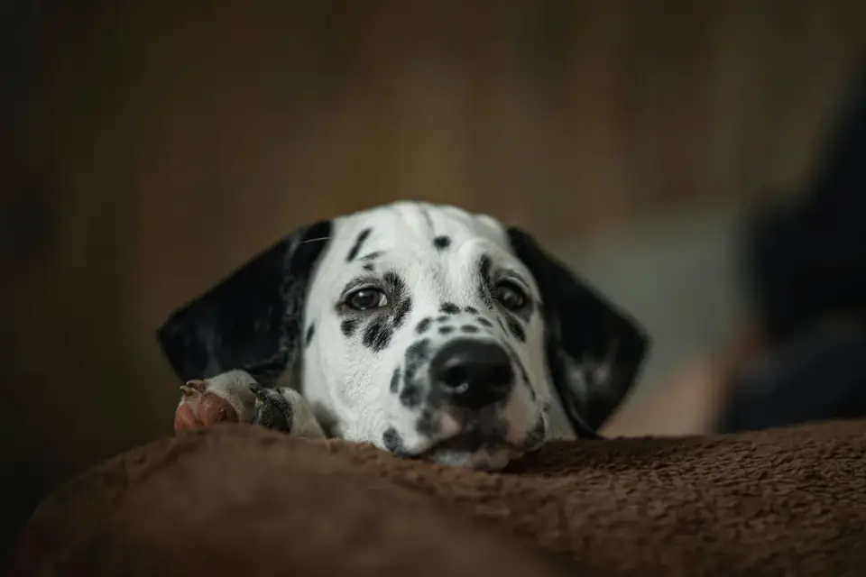 Dog resting at home
