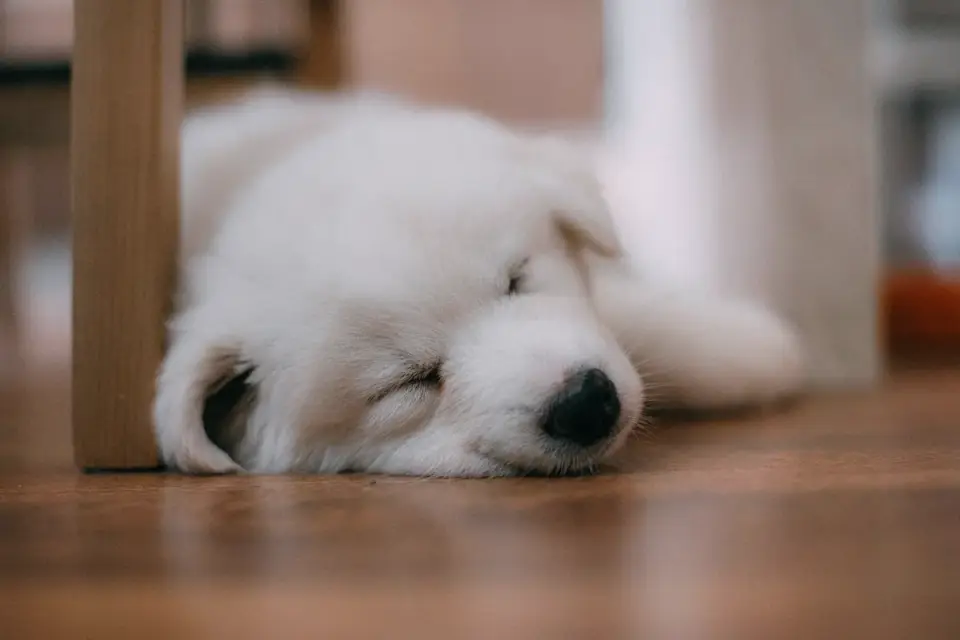 Dog resting at home