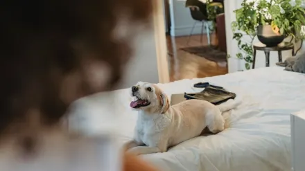 Dog resting at home