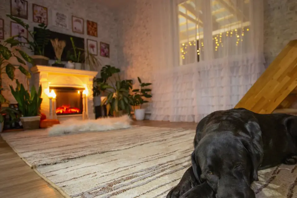 Dog resting at home