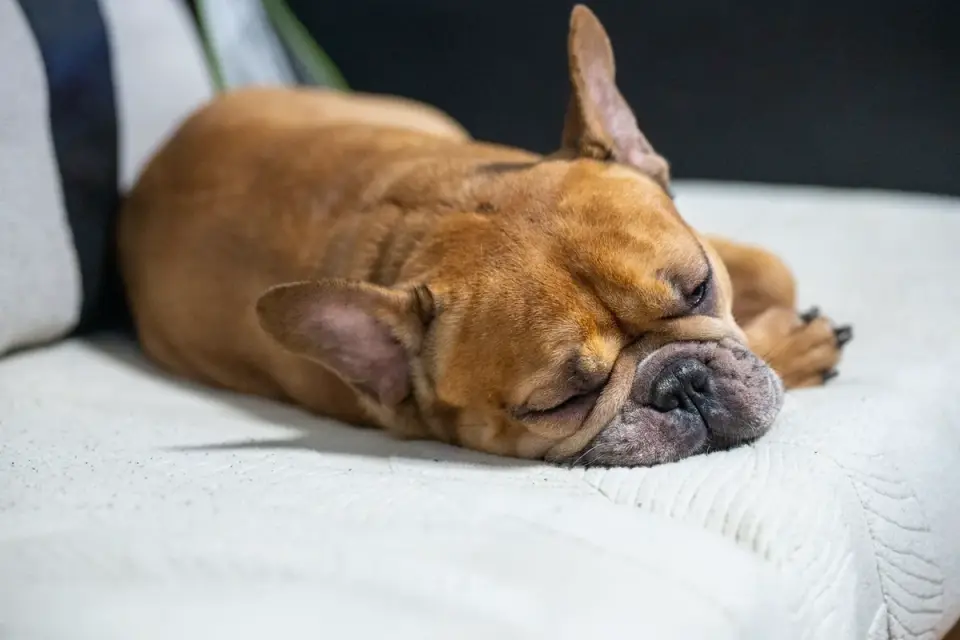 Dog resting at home