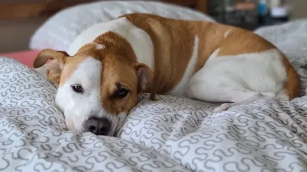 Dog resting at home