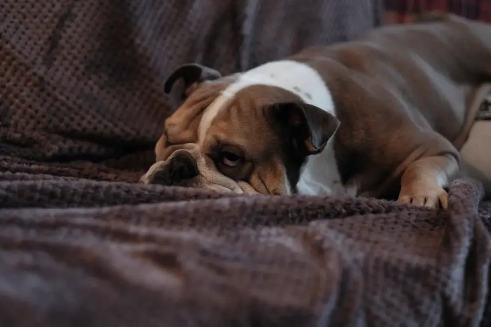 Dog resting at home