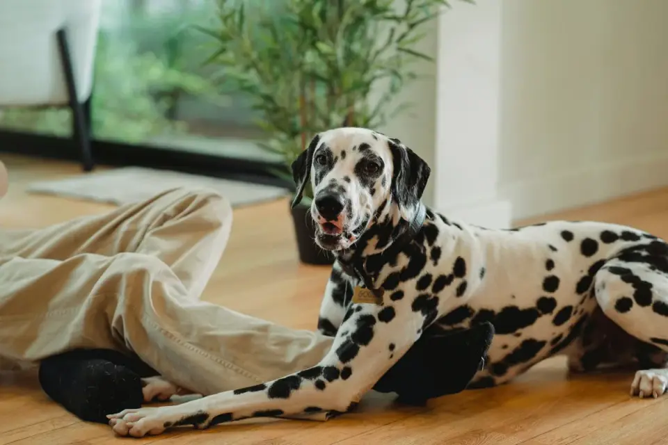 Dog resting beside an owner