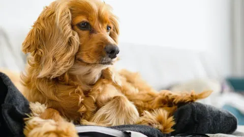 Dog resting beside an owner
