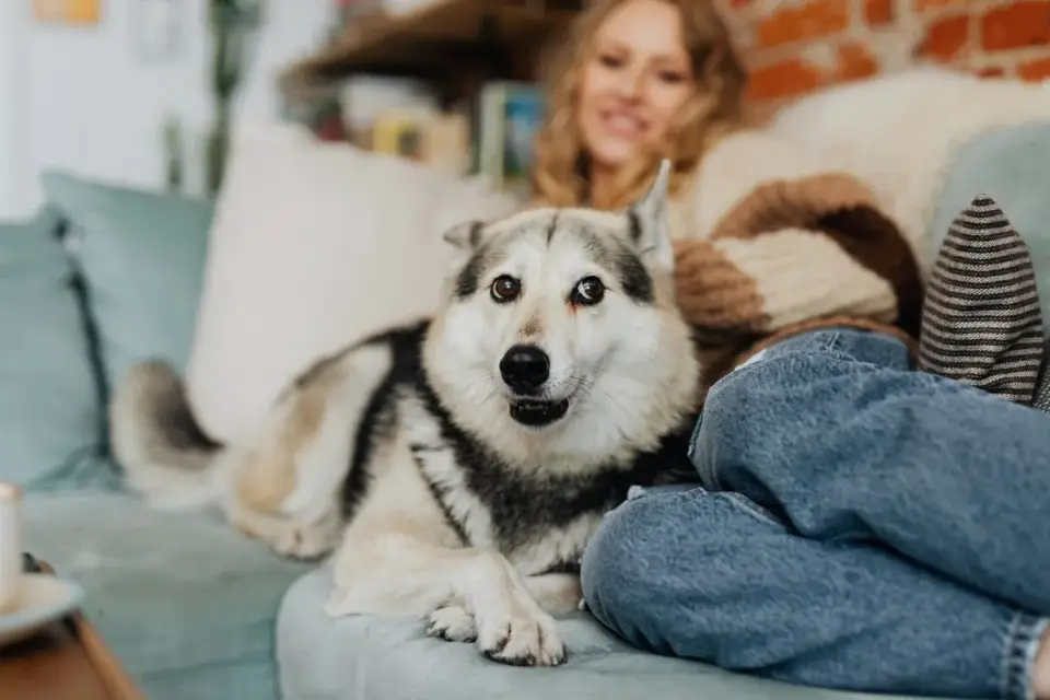 Dog resting beside an owner
