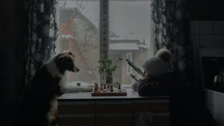 Dog resting by a window