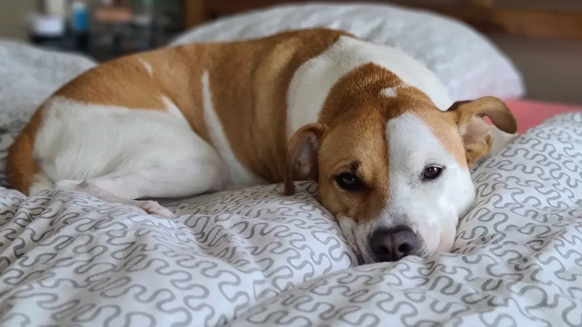 Dog resting in a bed