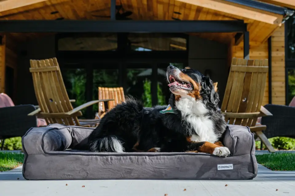 Dog resting in a bed