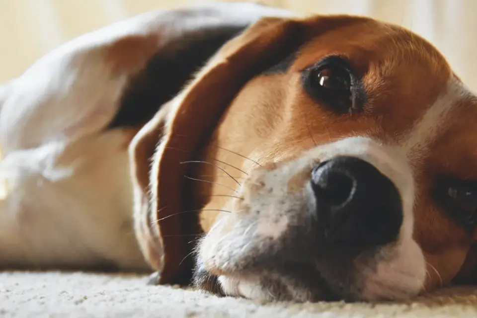 Dog resting living room
