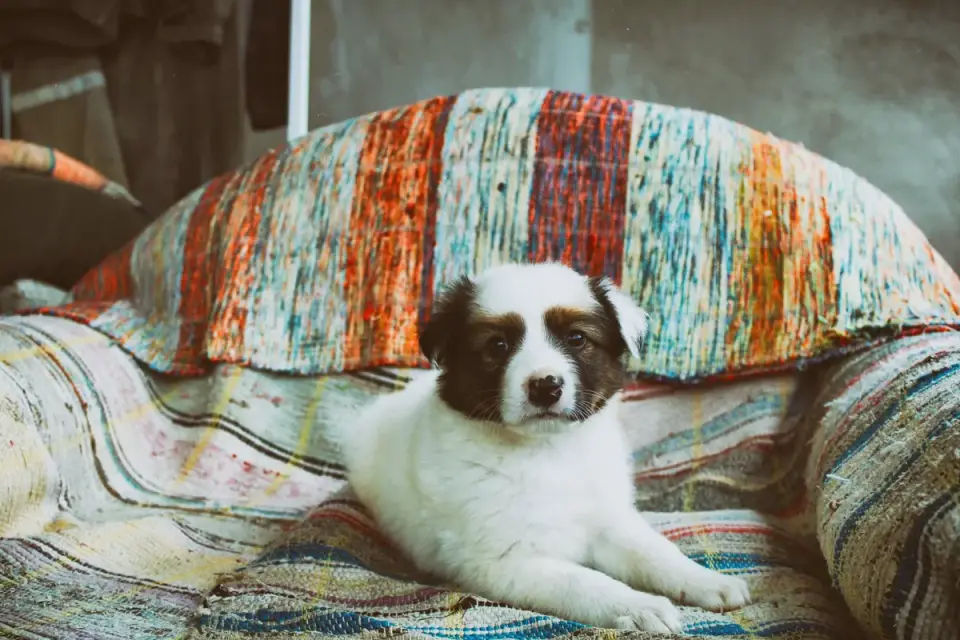 Dog resting on a sofa