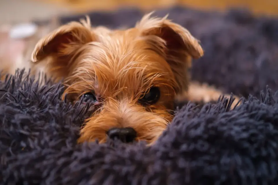 Dog resting travel carrier home