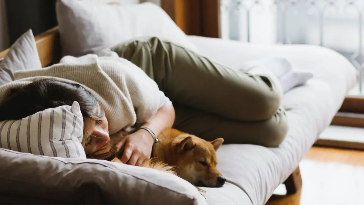 Dog resting with owner living room