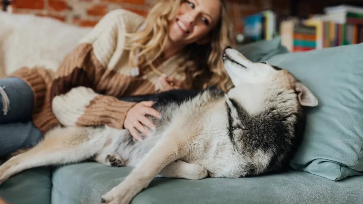 Dog resting with owner living room
