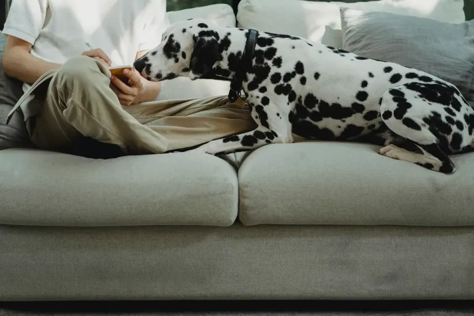 Dog resting with owner living room