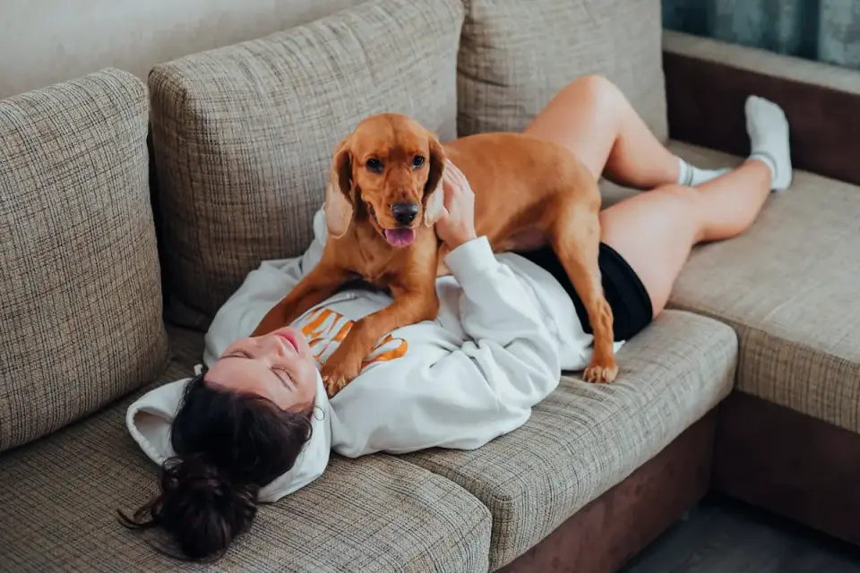 Dog resting with owner living room