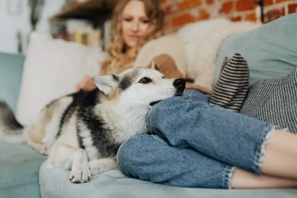 Dog resting with owner living room
