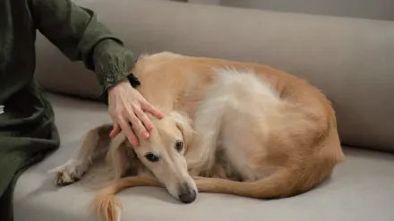 Dog resting with owner living room