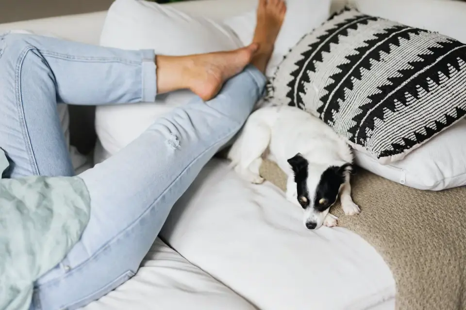 Dog resting with owner living room