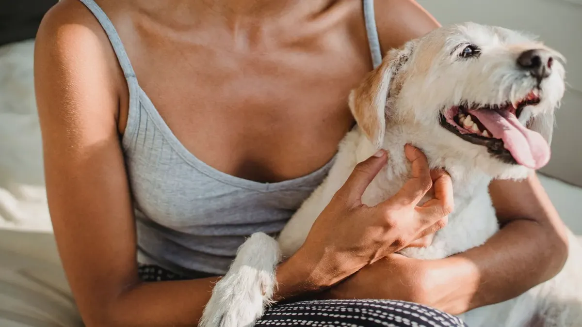 Dog resting with owner living room