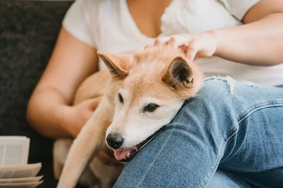 Dog resting with owner living room