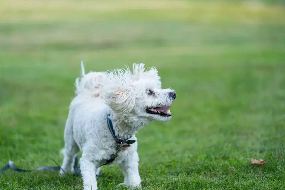 Dog running grass field