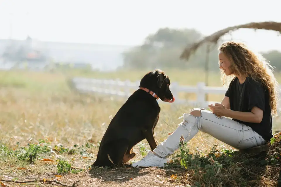 Dog sitting with an owner
