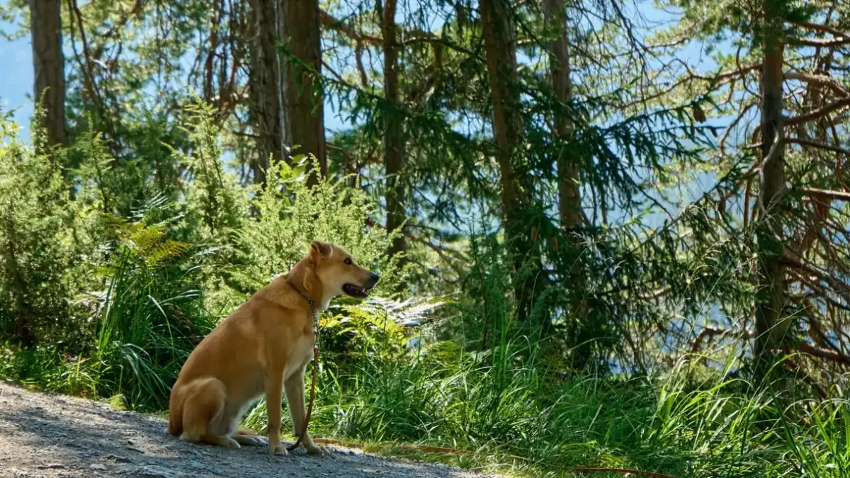 Dog sitting with an owner
