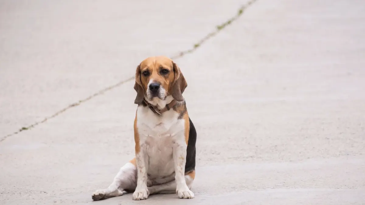 Dog sitting with an owner
