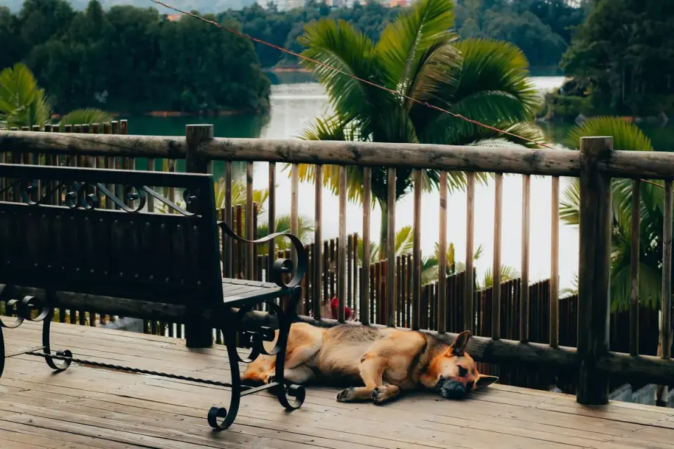 Dog sleeping in sunlight