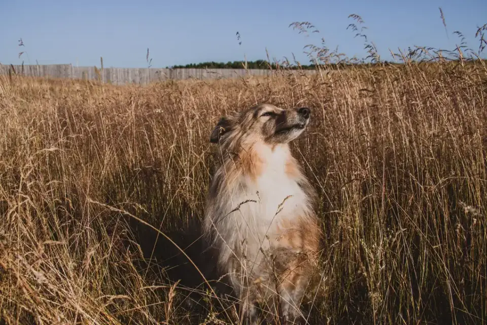 Dog sniffing grass