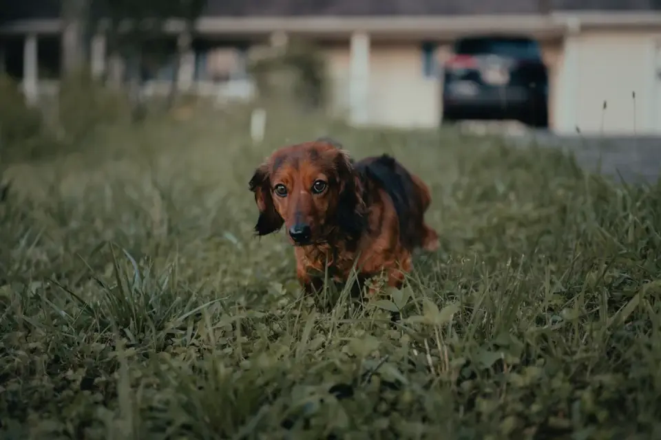 Dog sniffing grass
