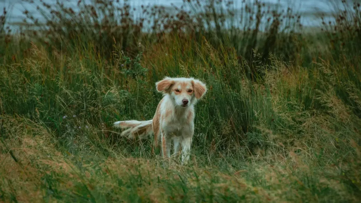 Dog sniffing grass