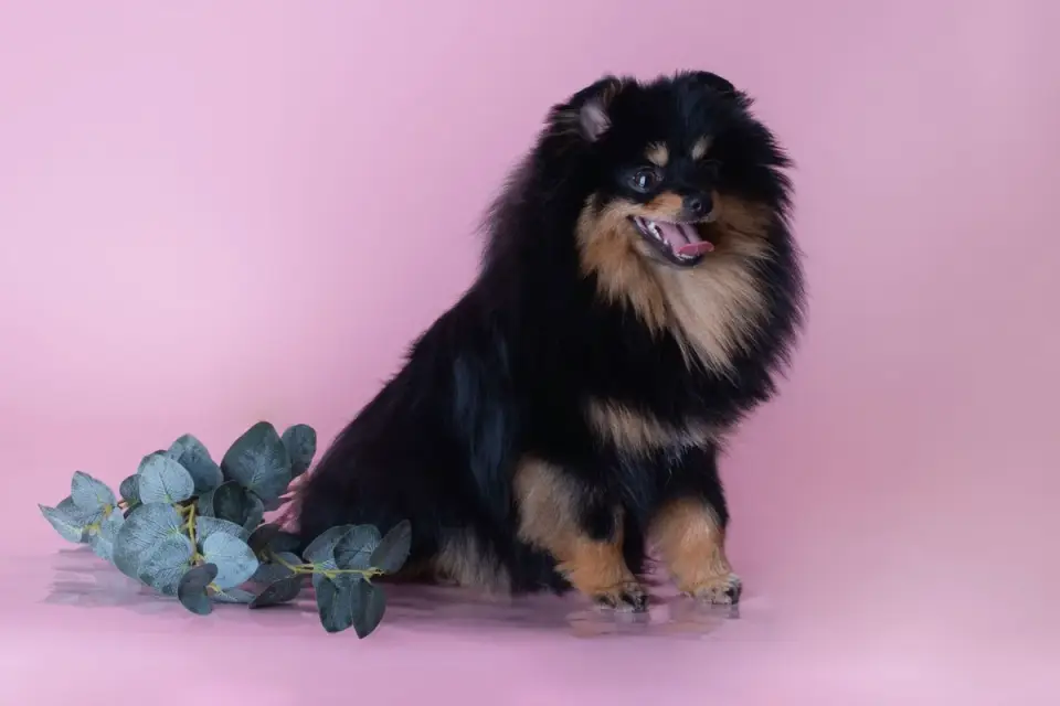 Dog standing indoors